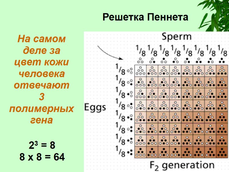 Решетка Пеннета На самом деле за цвет кожи человека отвечают  3 полимерных гена